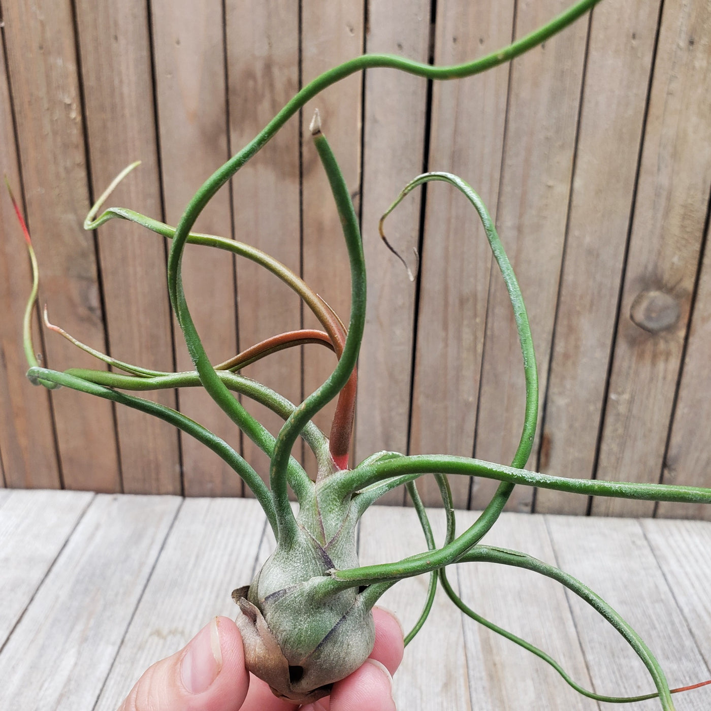Buy Tillandsia Bulbosa Air Plant | Easy-Care | Planet Desert