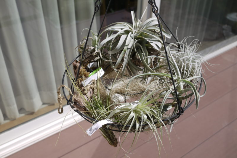 葉をカールさせて木に巻き付いていく大型チランジア／ドゥラティ