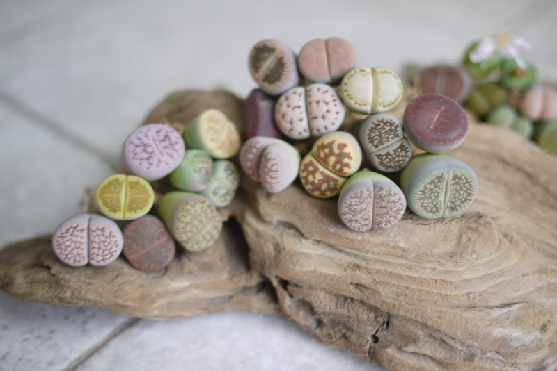 美しい多肉植物】生ける宝石“リトープス”の品種まとめ | 片付け苦手の