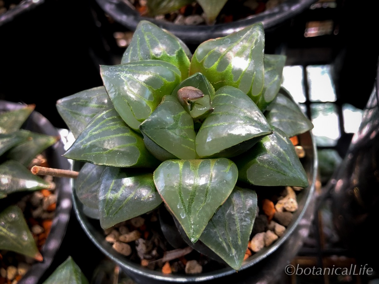 ムチカニグラ黒ムチカクロムチムチ力 | 緑町のウェブ屋