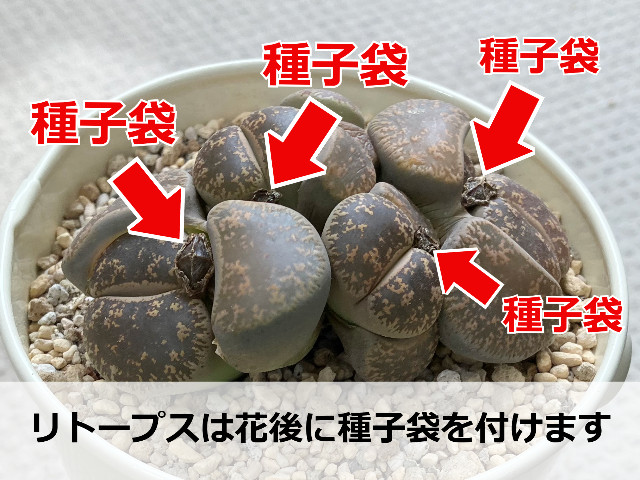 リトープスの種の取り方！種を取るまでは種子袋を濡らさないで