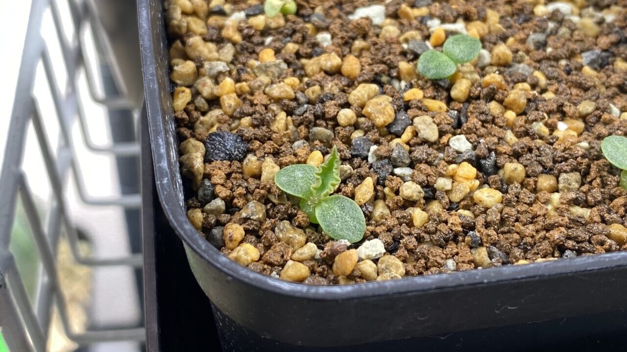 ユーフォルビア トゥレアレンシスの実生記録 | MET PLANTS
