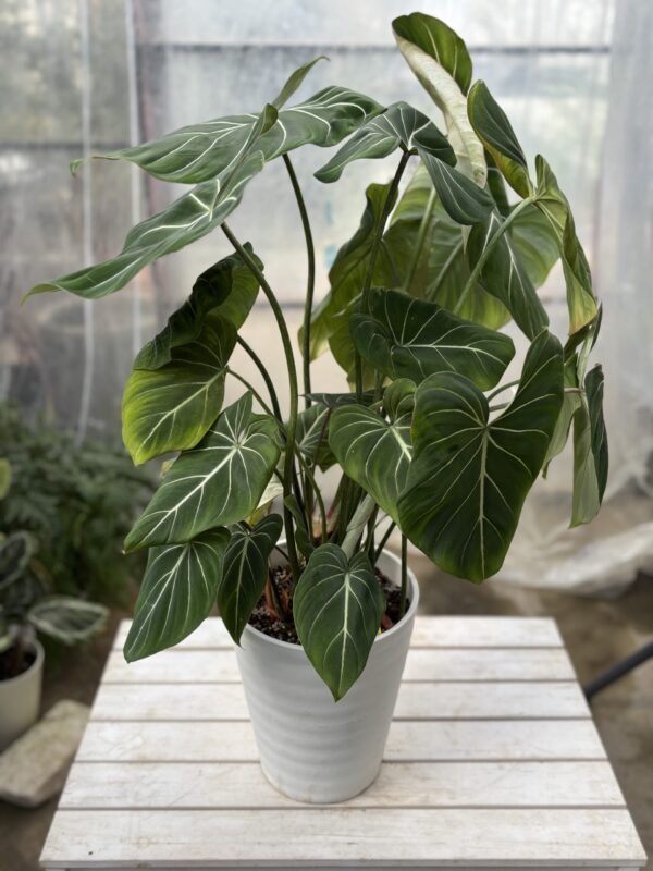 フィロデンドロン・グロリオーサム | Plants Shop Big Smile 通販