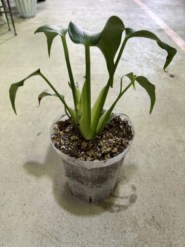 モンステラ・バールマルクスフレーム 4号 | Plants Shop Big Smile 通販