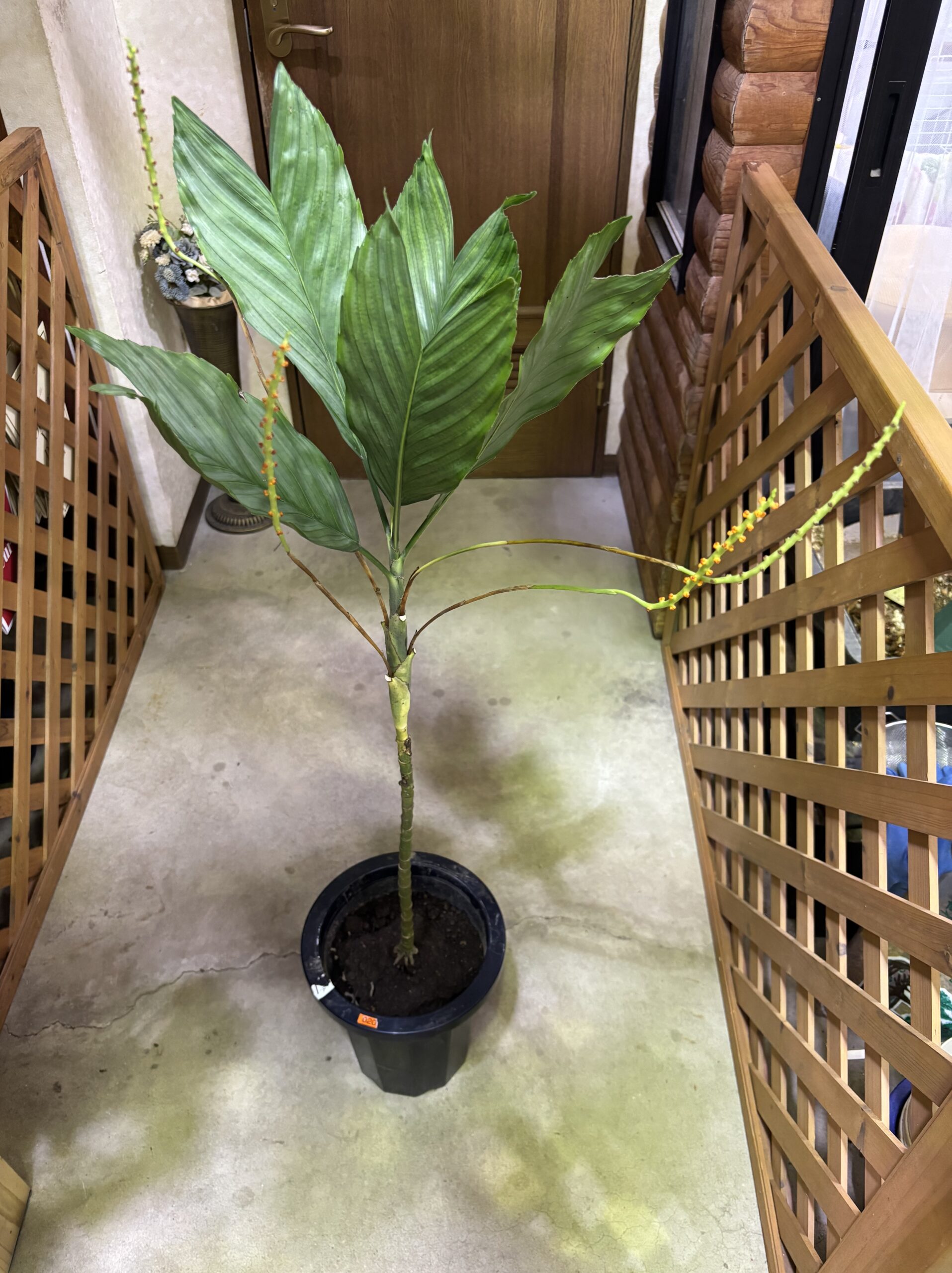 チャメドレア・テネラ 8号 | Plants Shop Big Smile 通販