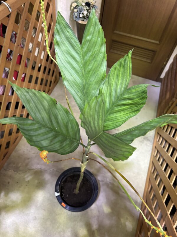 チャメドレア・テネラ 8号 | Plants Shop Big Smile 通販