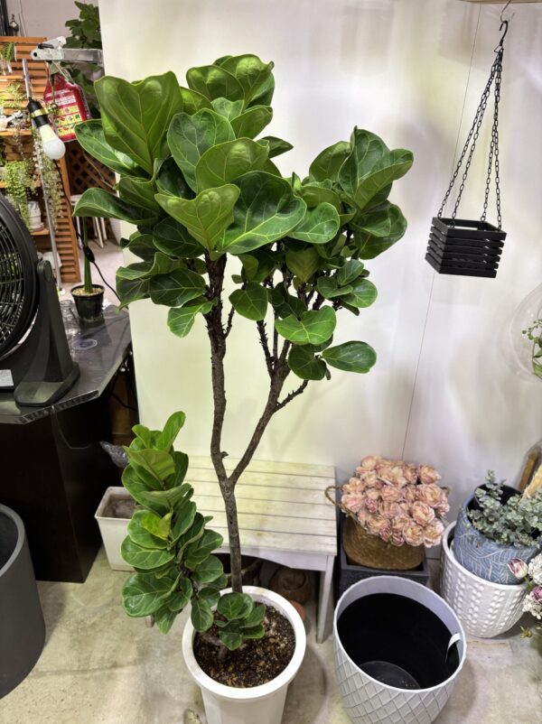 フィカス・バンビーノ 曲がり | Plants Shop Big Smile 通販