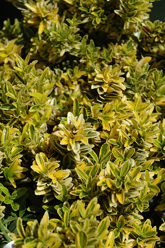 Sunny Delight Boxleaf Euonymus (Euonymus japonicus 'Moncliff') in