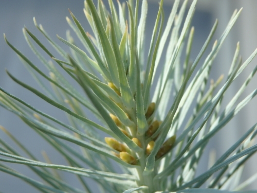 Pinus maximartinezii マルチネスピニョン松: 世界の半分は植物界