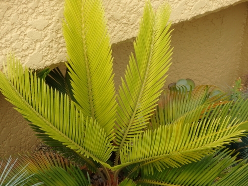黄金ソテツ？2021 Golden Cycas: 世界の半分は植物界