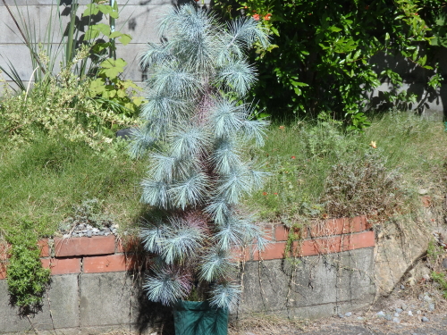 Pinus maximartinezii マルチネスピニョン松: 世界の半分は植物界