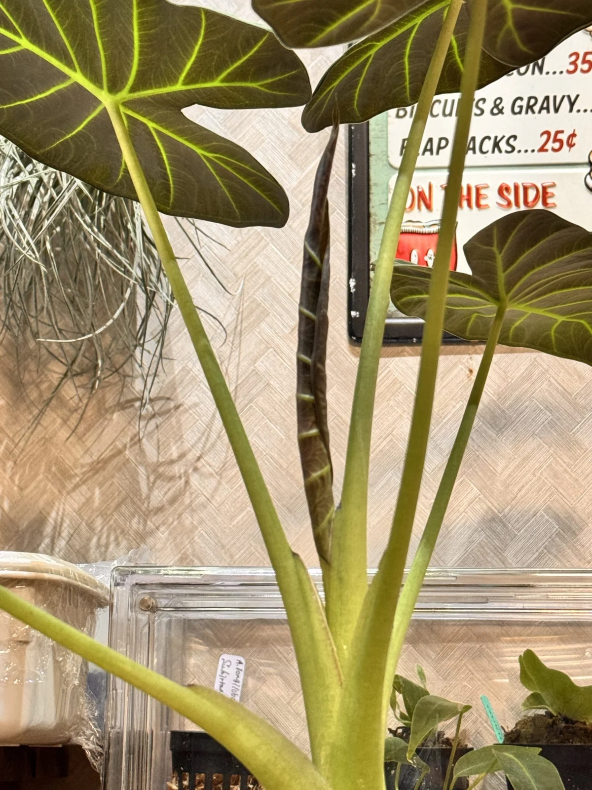 アロカシア – Plants Navi