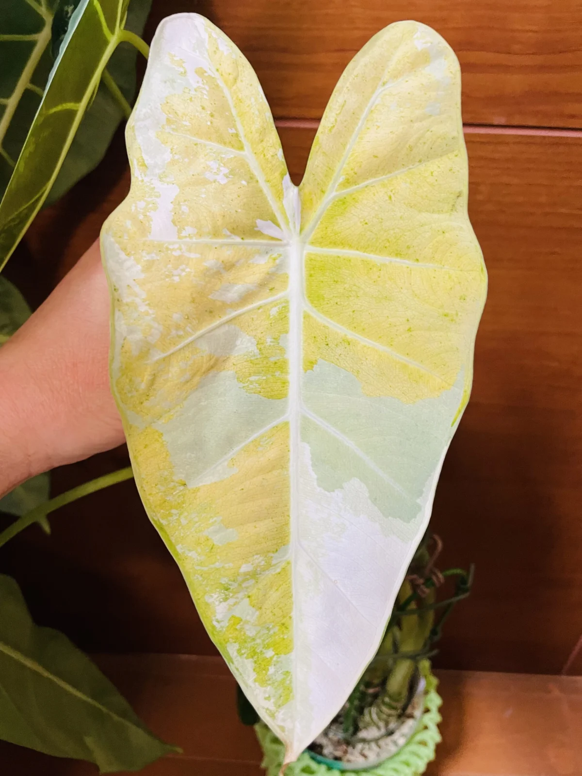 アロカシア – Plants Navi