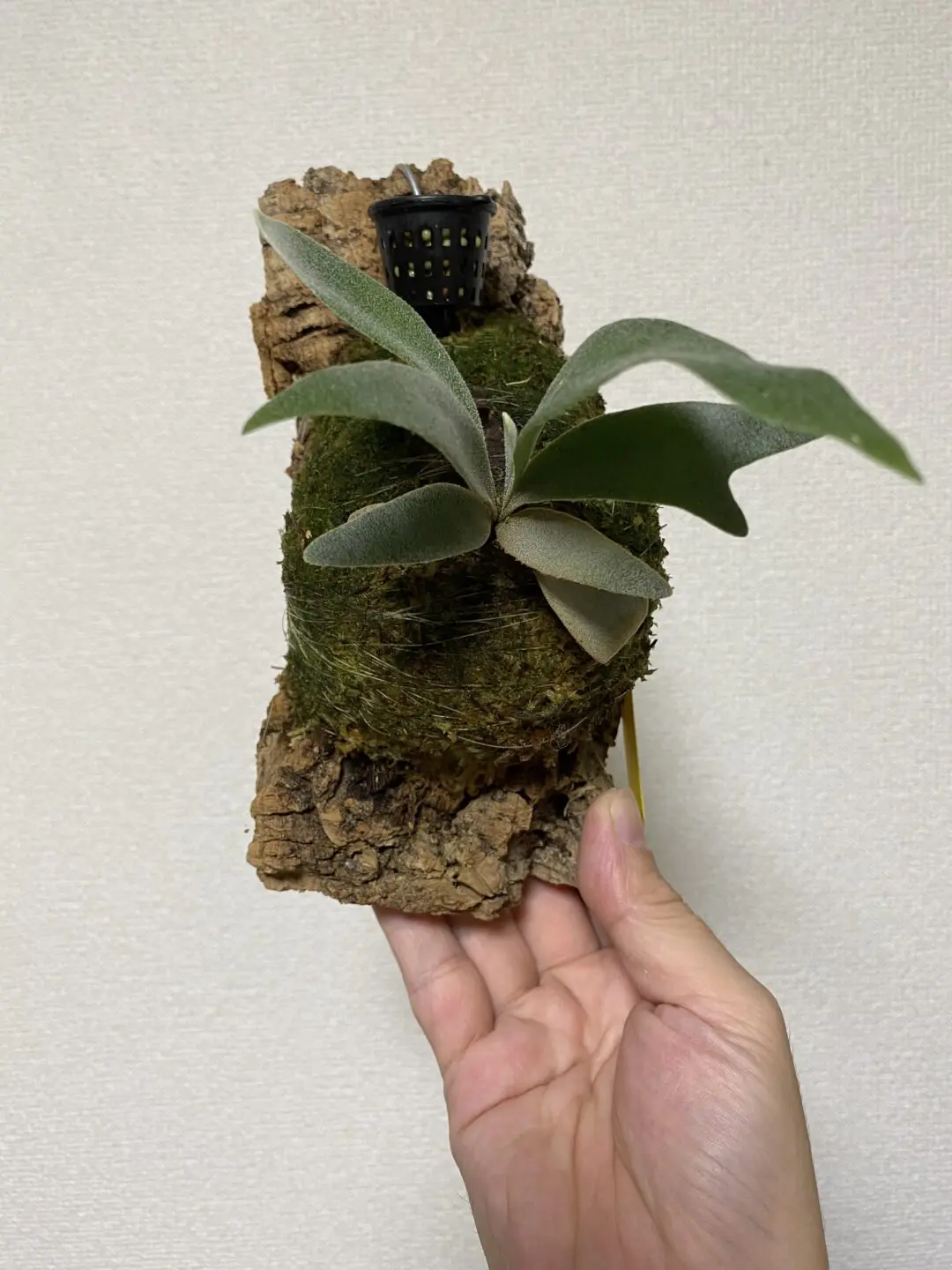 ビカクシダ ジョー Joe – Plants Navi