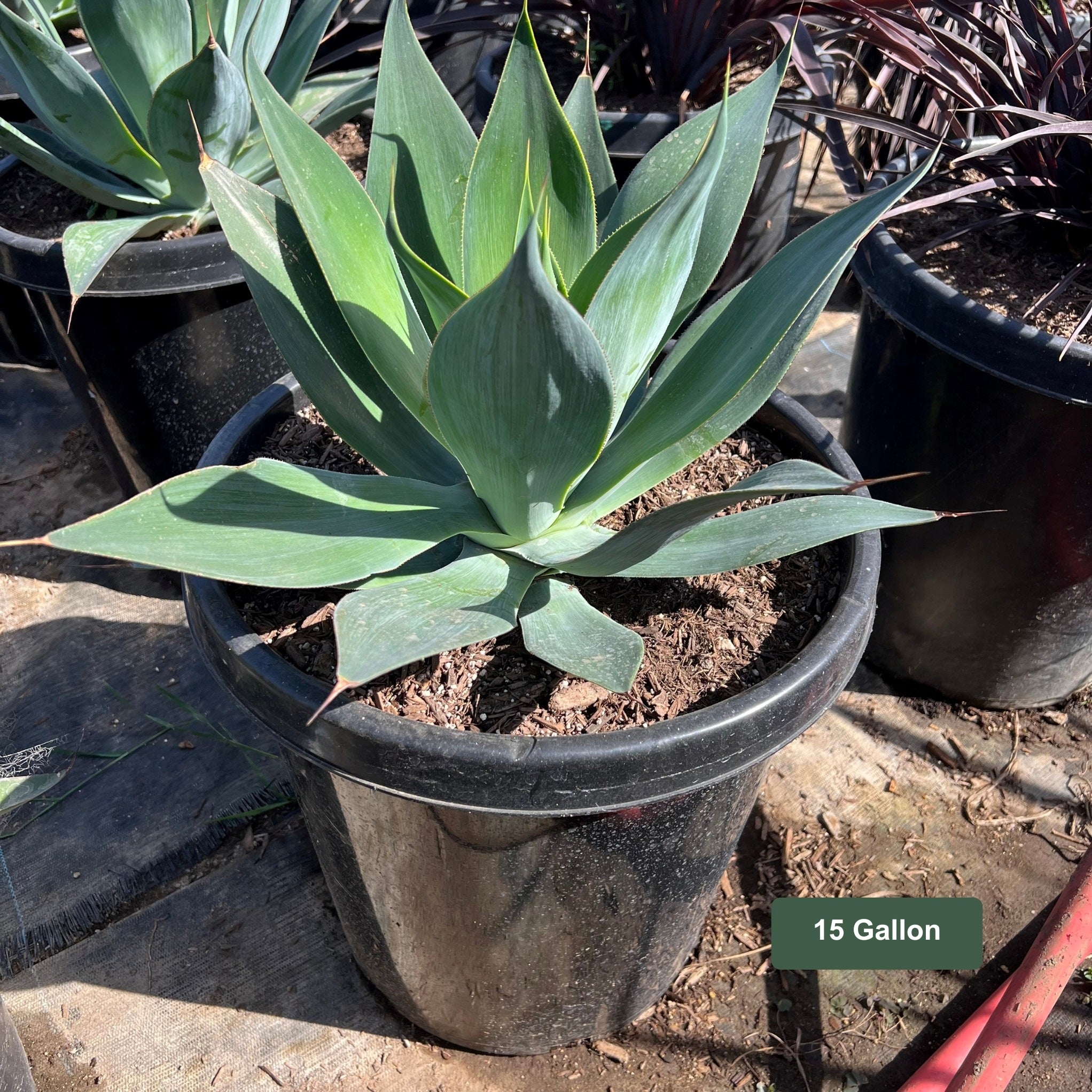 Agave 'Blue Flame' – Plants Express