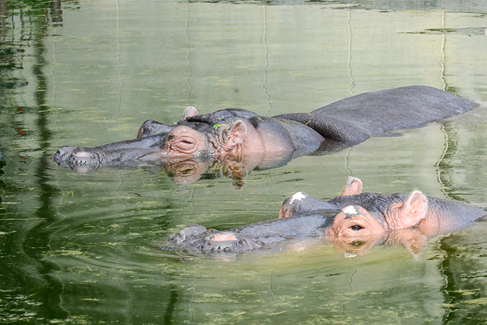 アーンして待ってる！「ヒポヒポランチ」【 とべ動物園 】| とべもり＋