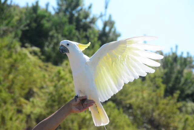 日本で見られる白い鳥はどんな鳥？飼育できる種類は？