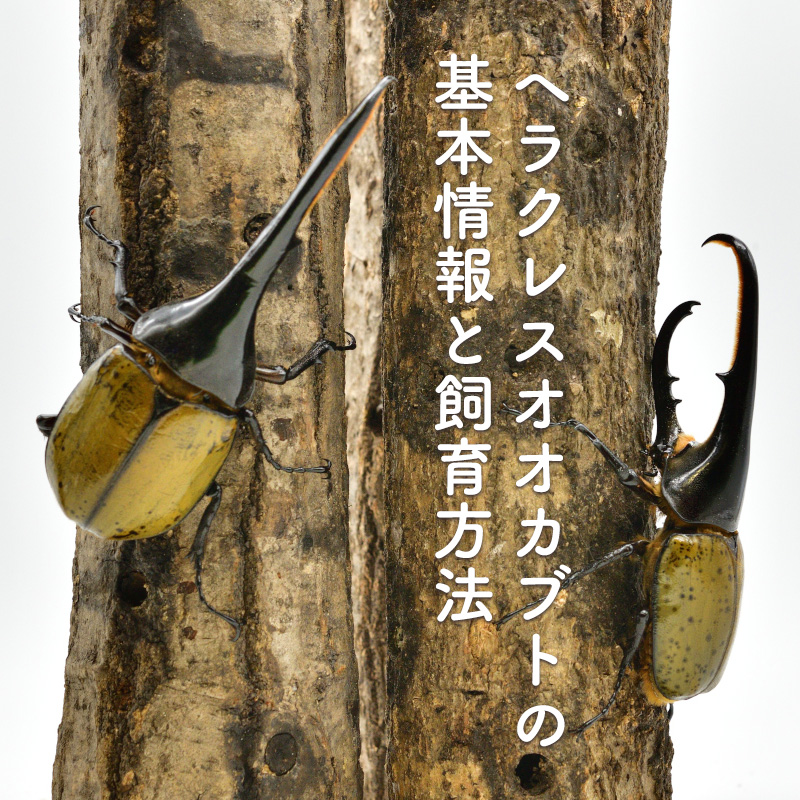 世界最大のカブトムシ！ヘラクレスオオカブトの基本情報や飼育方法