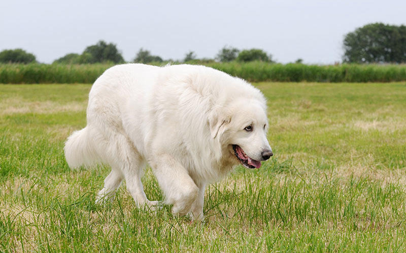 グレート・ピレニーズの保険について。補償内容や注意点などを徹底解説