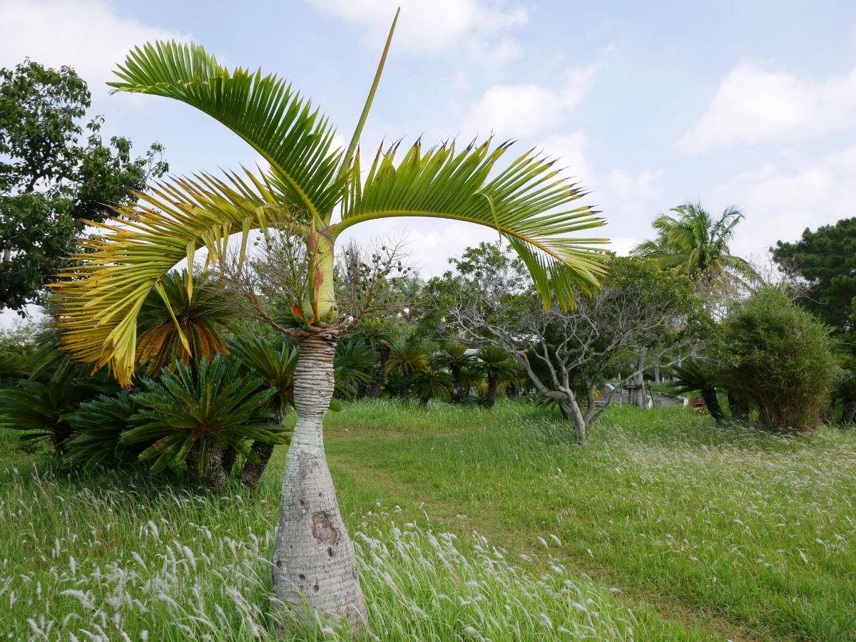 観葉植物トックリヤシの魅力とは？特徴から育て方までまとめて解説