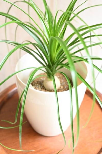 ずんぐりした幹が魅力！ボーカルネア・グラキリスの特徴や育て方のコツ