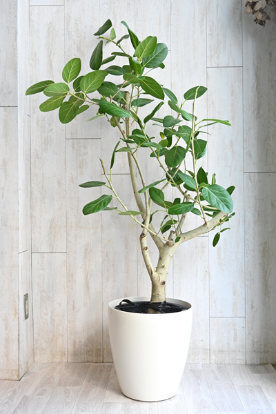 フィカス ベンガレンシス10号｜おしゃれな観葉植物の通販ならプレミア