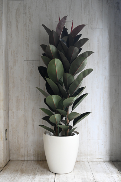 フィカス バーガンディ10号 （ラスターポット付） | 14,000円 | 胡蝶蘭