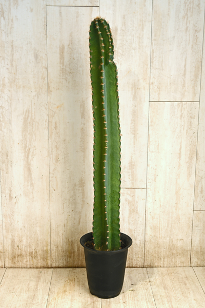 柱サボテン6号 | 6,500円 | 胡蝶蘭 高級スタンド花 プレミアガーデン