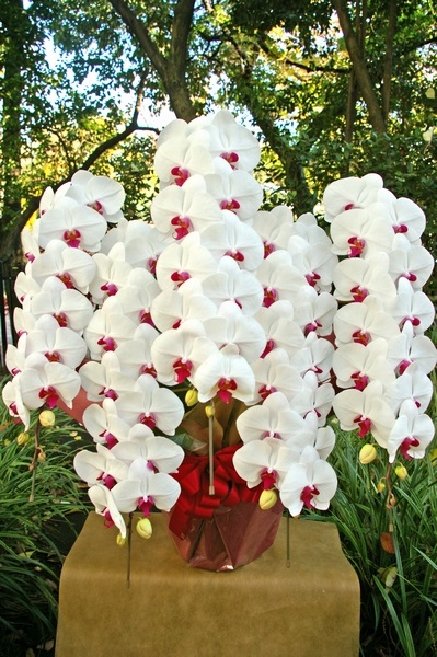 お洒落で華やかな印象の胡蝶蘭大輪の紅白5本立て | 33,000円 | 胡蝶蘭