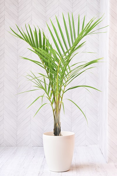 南国を演出！トックリヤシモドキ｜おしゃれな観葉植物の通販なら