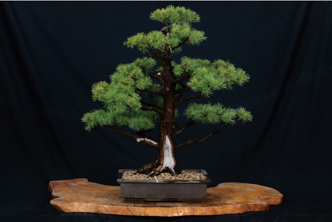 盆栽の女王】赤石五葉松のレンタルが可能に！盆栽がもっと身近になる