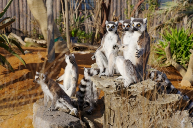 生息環境展示」で、自然のままの動物の姿が鑑賞できる「ときわ動物園