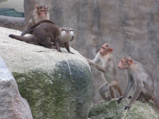 生息環境展示」で、自然のままの動物の姿が鑑賞できる「ときわ動物園