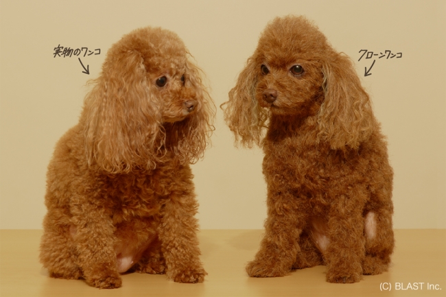 アナタの愛犬を最新の造型技術でリアル分身化。特殊造型技術の粋を集め