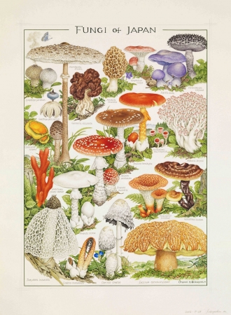 きのこの肖像画・「菌類画」展示会開催のお知らせ『小林 路子 菌類画の