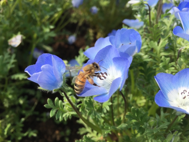 巨大船型遊具「ソレイユ☆パイレーツ」前に