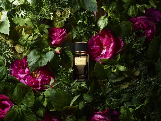 新フレグランス「ドルチェ＆ガッバーナ ベルベット ブラックパチュリ