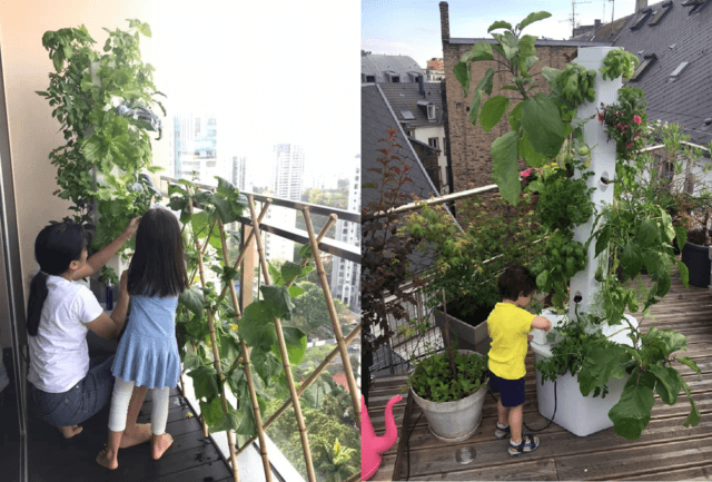 全自動家庭菜園キット「エアロスプリング(Aerospring)」がクラウド