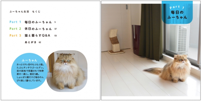 Twitterフォロワー数7万人超！大人気猫・ふーちゃんの写真集『ふー