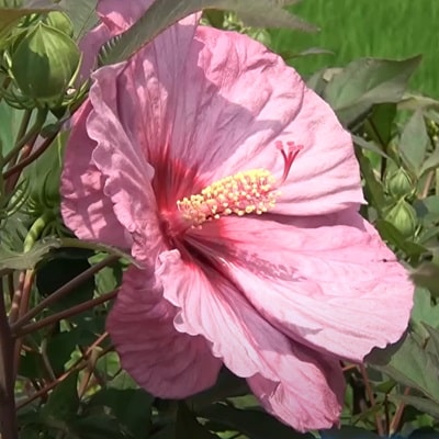 ハイビスカス サマリフィック | PROVEN WINNERS (PW)【植物の国際