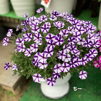 PW×CAINZ】笑顔あふれ咲くプレゼントキャンペーン | PROVEN WINNERS