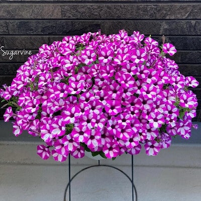 あふれ咲きペチュニア | PROVEN WINNERS (PW)【植物の国際ブランド】