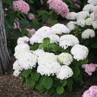 アナベル(アメリカあじさい) | PROVEN WINNERS (PW)【植物の国際ブランド】