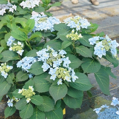 ヤマアジサイ タフスタッフ | PROVEN WINNERS (PW)【植物の国際ブランド】