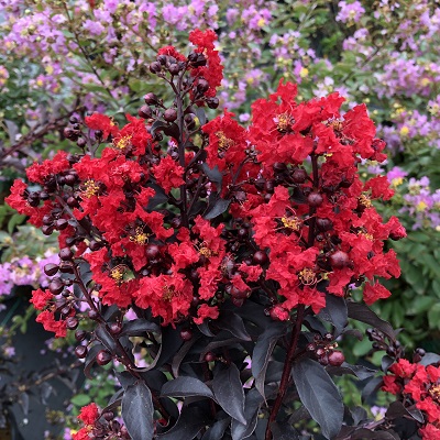 サルスベリ ブラックパール® | PROVEN WINNERS (PW)【植物の国際ブランド】