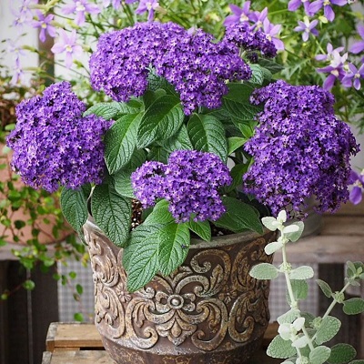 ヘリオトロープ ブライドブルー | PROVEN WINNERS (PW)【植物の国際