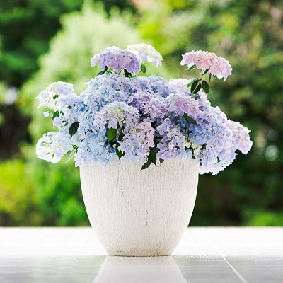 2023年新品種 | PROVEN WINNERS (PW)【植物の国際ブランド】