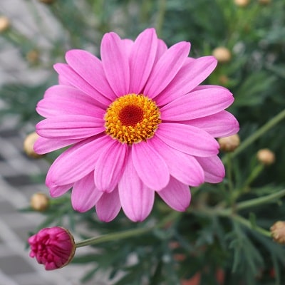 マーガレット | PROVEN WINNERS (PW)【植物の国際ブランド】