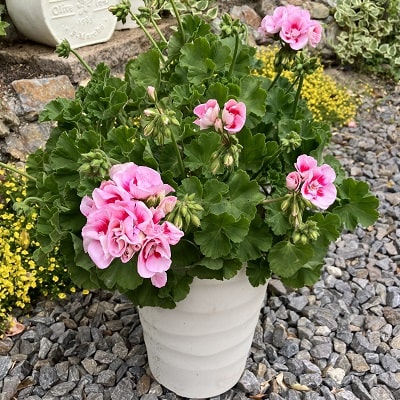 ゼラニウム(ゼラニューム)の種類と育て方 豪華なフリル花を長く咲かせ