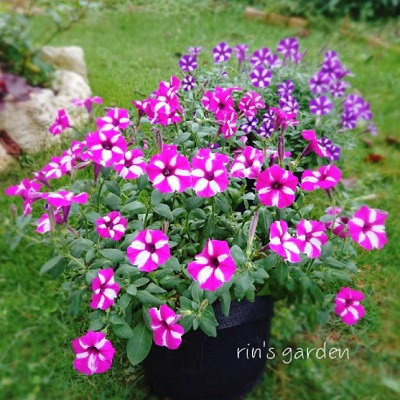 あふれ咲きペチュニア | PROVEN WINNERS (PW)【植物の国際ブランド】